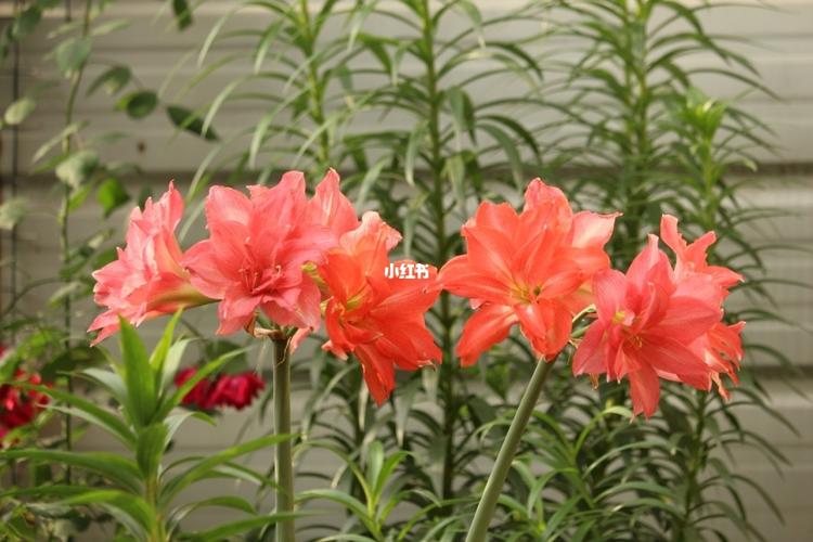 朱顶红"芭蕾舞女"_芭蕾舞_成都自由行热门攻略_朱顶红