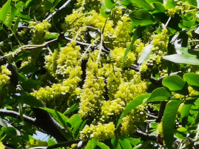 皂角花儿朵朵开,吸引蜜蜂嗡嗡来