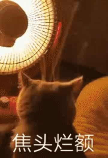 焦头烂额(猫咪烤火头上冒烟 gif)_猫咪_gif_烤火_焦头烂额_冒烟表情