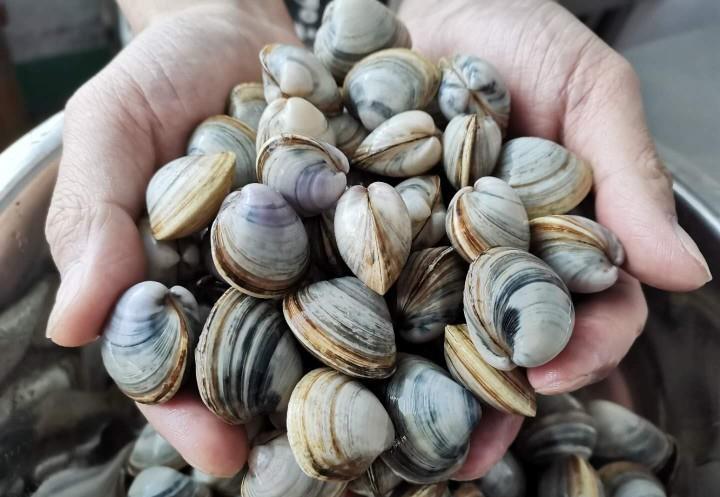 洗蛤蜊时只放盐是大错特错多加这3样蛤蜊疯狂吐沙拦不住