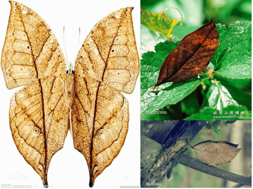 动物保护色.1ppt课件