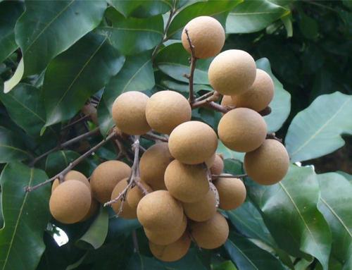 福建省晋江市特产水果福建龙眼