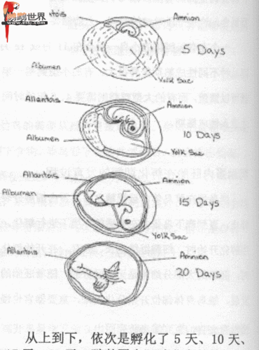 普及!鹦鹉在蛋里的孵化过程!