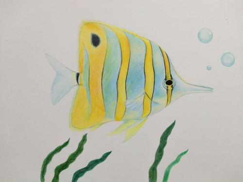 彩铅手绘――蝴蝶鱼