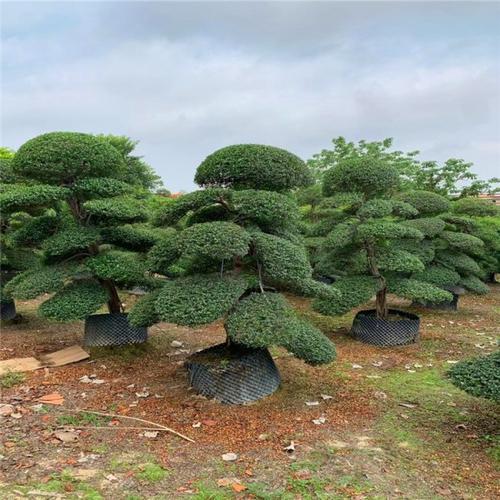 庭院管家日本冬青价格冬青树北海道黄杨成活率高