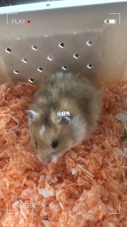 长毛金丝熊_金丝熊_仓鼠_领养_仓鼠金丝熊_宠物_宠物