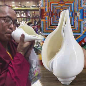 佛堂供具摆件天然白海螺右旋密宗法螺佛家法器左旋供螺20厘米大号