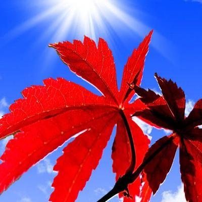 微信头像叶子图片大全