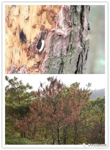 稀罕松树也打预防针萍乡武功山景区防控松材线虫病这样干