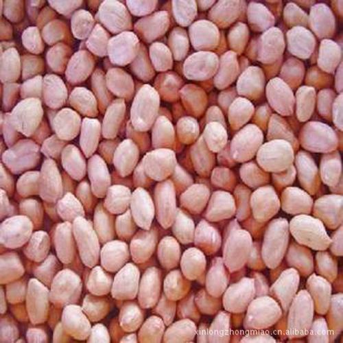 山东优质鲁花花生种,鲁花14手剥花生米花生种