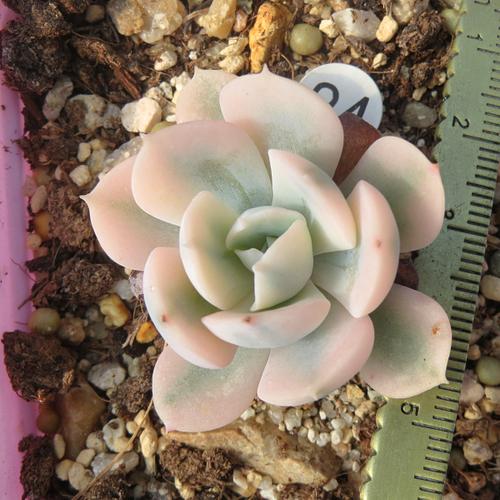 进口多肉 鲁氏锦 多肉植物 复伦锦 稳定遗传基因好 一物一图_7折现价