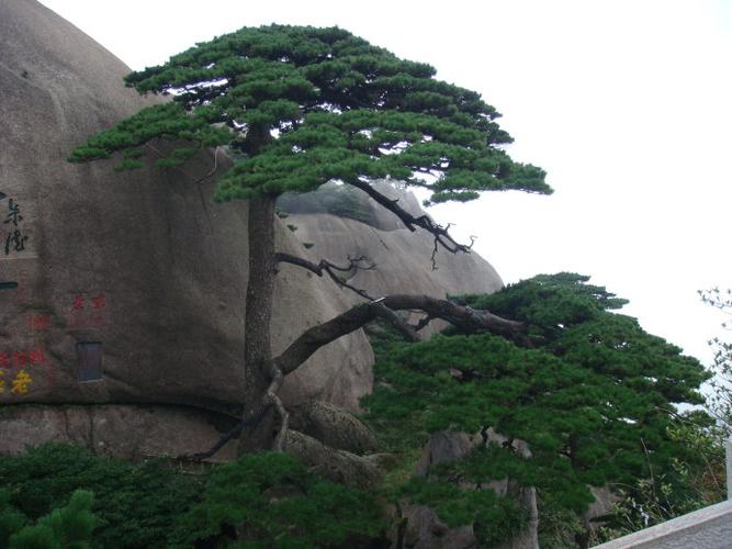 黄山迎客松