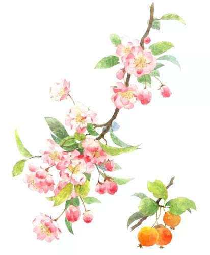 知否知否明艳海棠花居然和苹果是兄弟