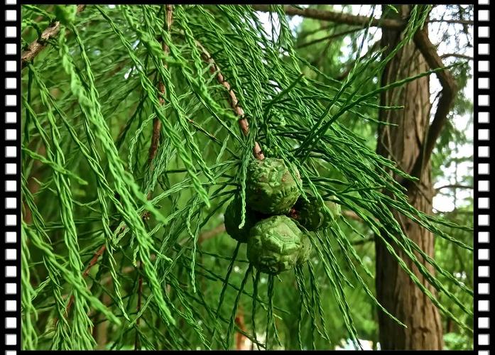 这个像松树,又像杉树,请教植物学专家,它的名字,谢谢.