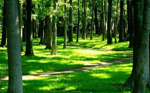 绿色森林唯美风景图片(2)