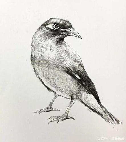 你画过小鸟吗?教你用素描快速画一只小鹩哥鸟