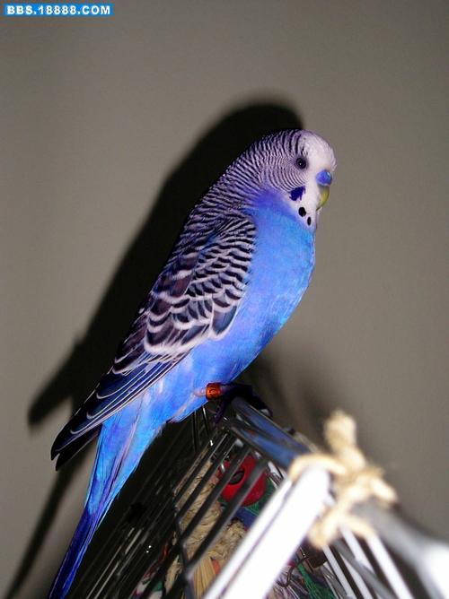 成年虎皮鹦鹉头顶会泛白,我们称-盖帽,你那只盖帽的是母鸟,另一只是