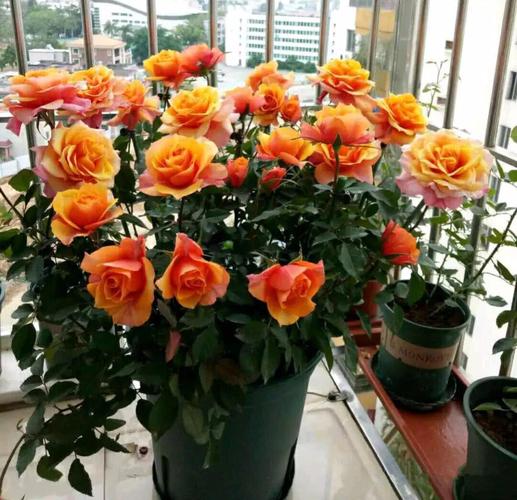 近乎完美的月季品种"永远的艾帕索",它的魅力让人无法