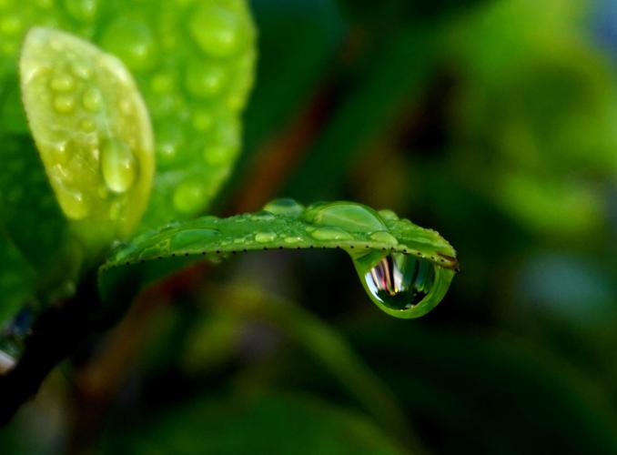 露珠是大自然给予植物的眼睛,是植物美丽的心灵,它们各具情态