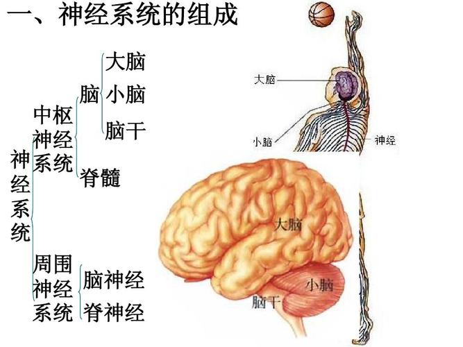 第二节 神经系统的组成(2012版)ppt