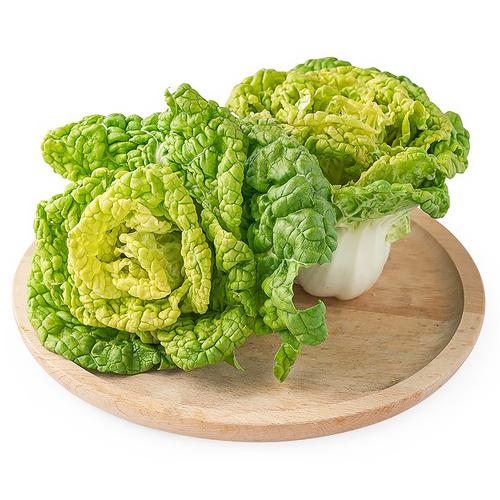 抗寒耐冻菊花菜黄心乌黄芽青菜种籽春秋四季播大田盆栽蔬菜种孑子