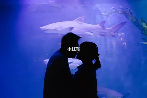 鲨鱼酒店77波塞冬海底世界77水世界攻略_酒店_鲨鱼_波塞冬海底