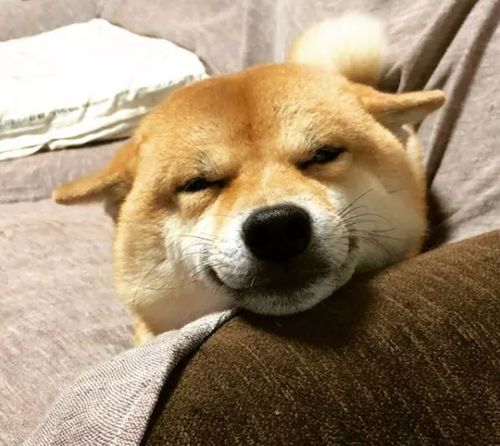 一看到主人,柴柴自动变飞机耳,这谄媚的样子也够浮夸