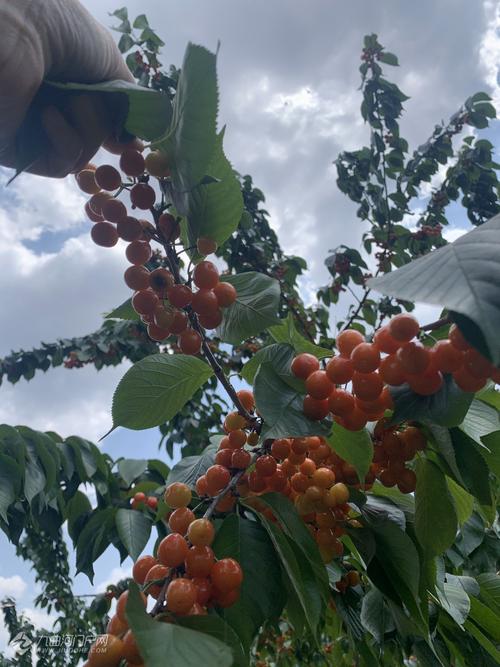 想去资阳九曲禾川摘樱桃的请4月14日或之后去!