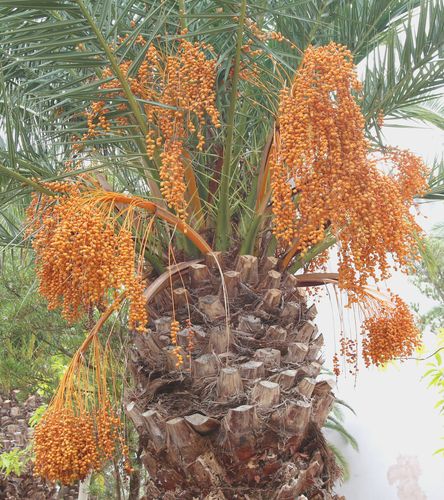 林刺葵,硕果累累