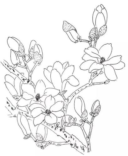 玉兰花是先开花后长叶的,这是为什么呢?