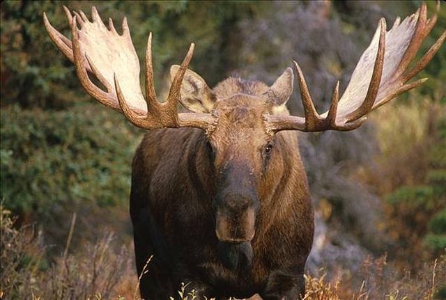 鹿总是给人一种温顺,可爱的感觉,那么关于鹿得种类都有哪些呢?