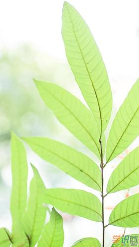 经典手机壁纸护眼图片