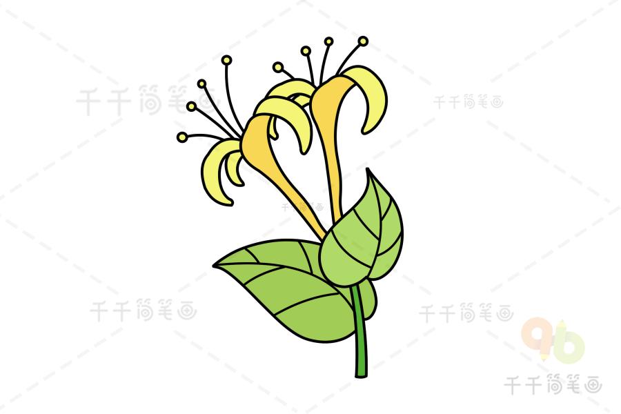 怎么画金银花简笔画