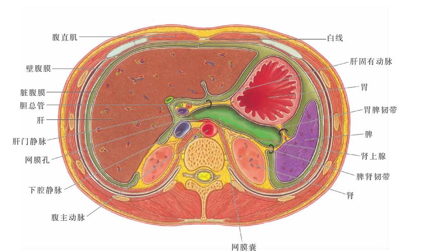 图162 腹腔横切面(平网膜孔)