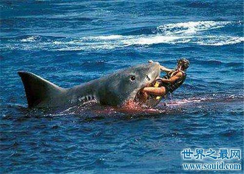 【图】鲨鱼吃人恐怖事件介绍 多数发生在早年间