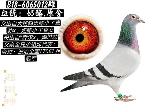 奶酪,小子_内蒙古鑫鑫鸽业-中信网爱鸽商城