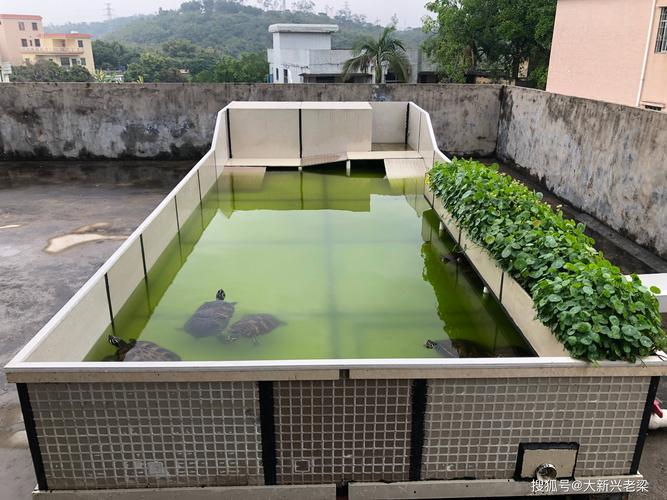 这个是龟友要求设计个砌砖的水泥池3米x5米在院子建造一个火焰龟池