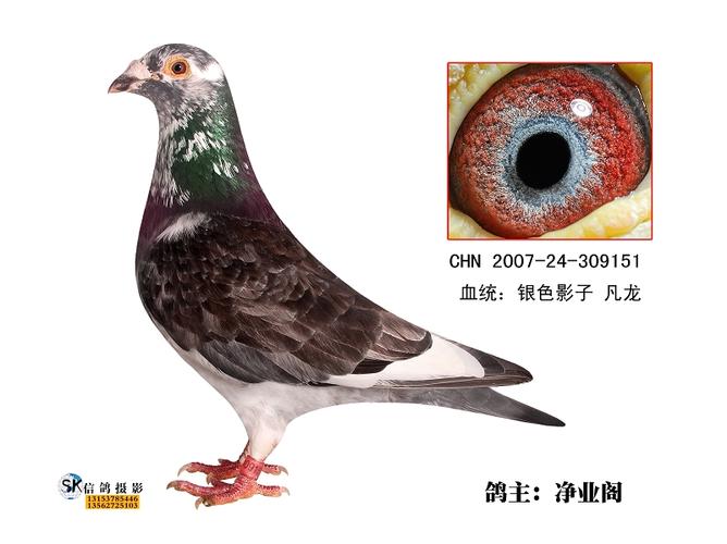 银色影子_江苏净业阁_ ag188.com爱鸽商城_中国信鸽信息网