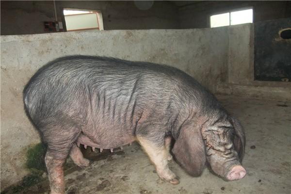 对一些的抵抗力要强些或已耐过,若将太湖母猪与原二花脸等母猪混养