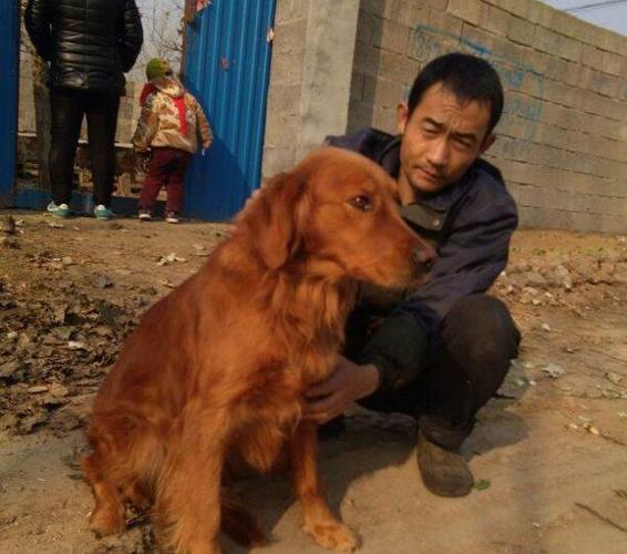 毛色枫叶红,温顺乖巧—临沂金毛犬