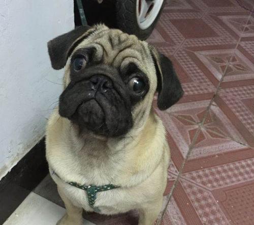 自家养纯种八哥犬