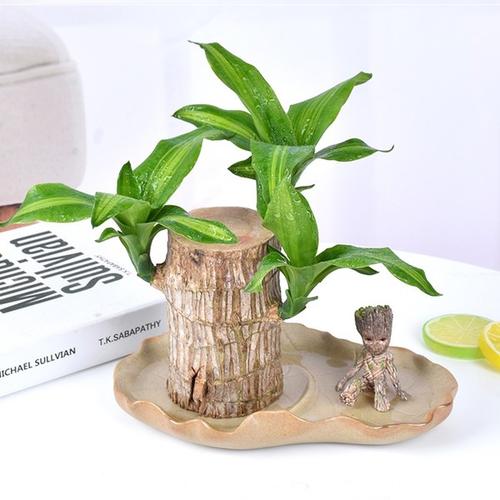 购客巴西木水培植物幸运木盆栽室内水养桌面绿植格鲁特树巴西铁摆件