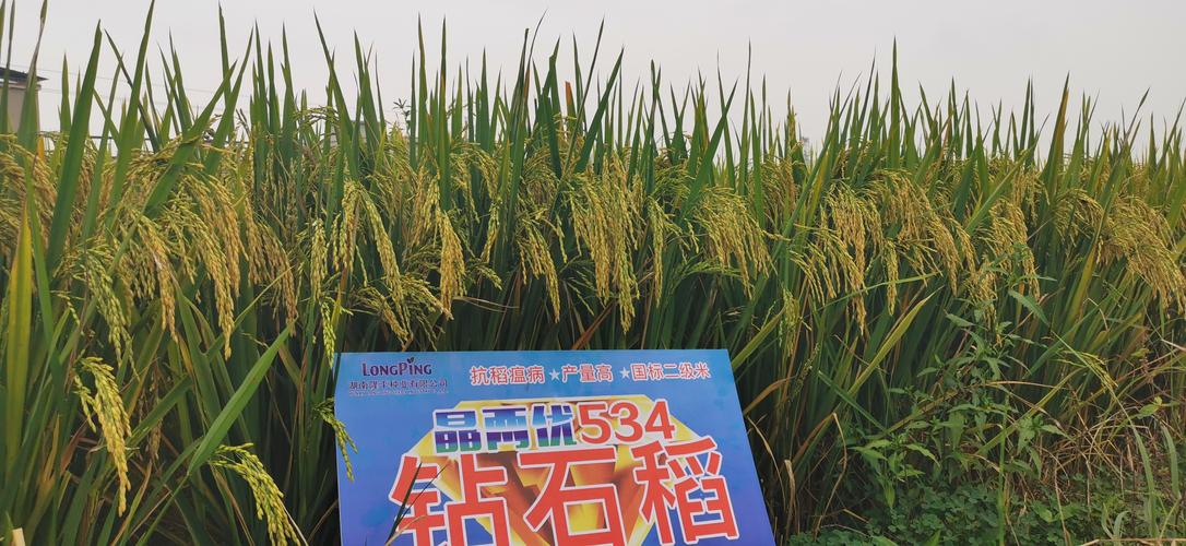 钻石稻61晶两优534