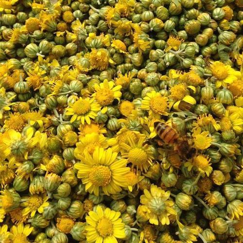 每日中药野菊花