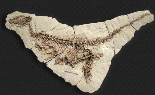 化石是怎么形成的?