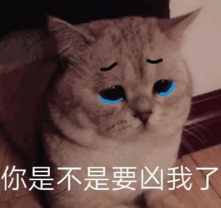 喵星人汪星人委屈表情包
