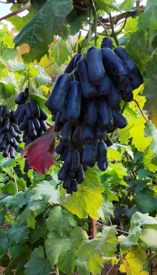 蓝宝石葡萄苗 现卖现挖 包成活