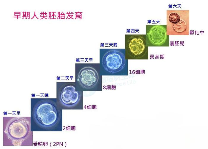 泰国试管婴儿囊胚移植成功率高达85%