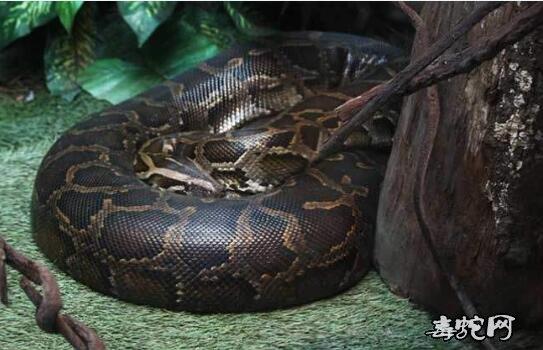 揭秘1951年剿灭国民党残余时山洞炸死直径一米蛇王事件