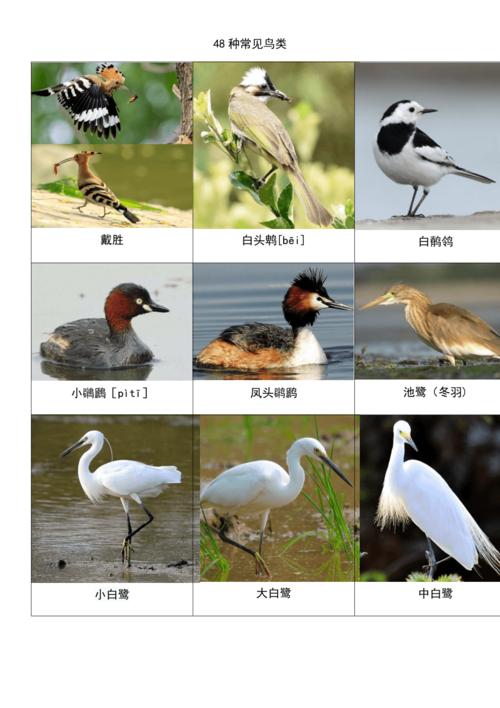 (2021年整理)48种常见鸟类